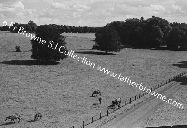 THOROUGHBRED MARES AND FOALS IN PADDOCK